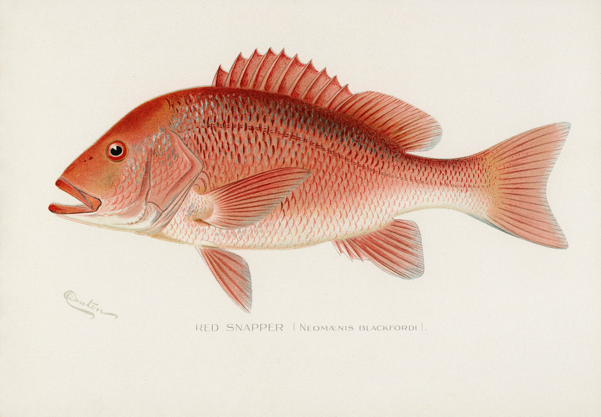 Magic Fish Red Snapper Game Fish of America Red Snapper | Fish Images - CleanArchives
