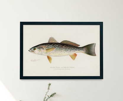 Game Fish of America Spotted Sea Trout Weakfish [1 Image]