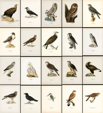 Svenska Fåglar Birds of Prey & Large Birds [40 Images]