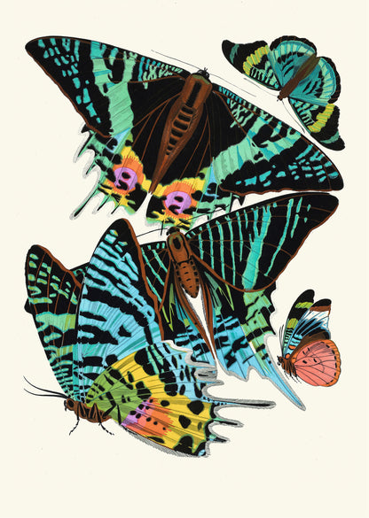 Papillons Butterflies Emile-Allain Séguy [20 Images]