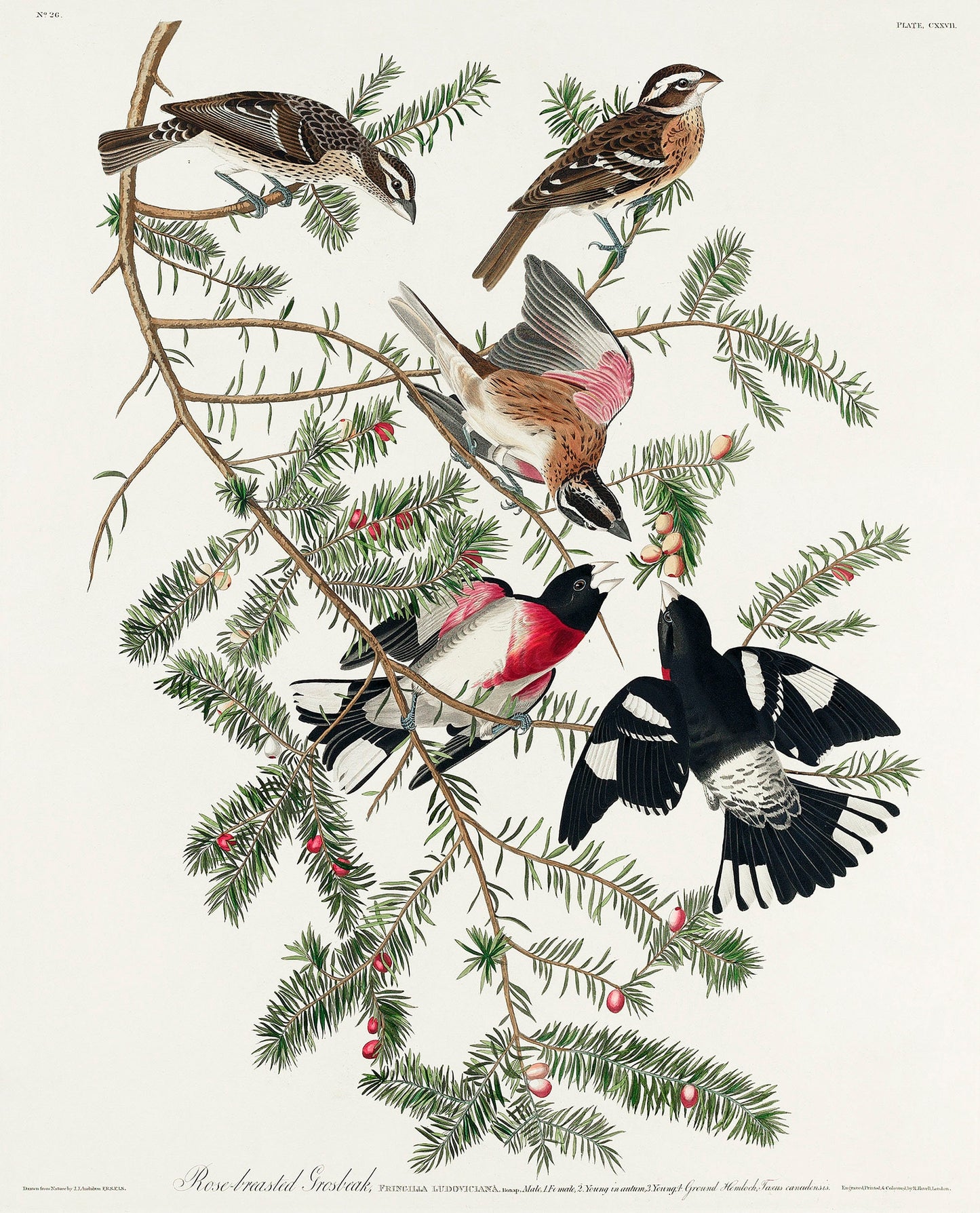 Audubon's Birds of America Backyard Birds [156 Images]