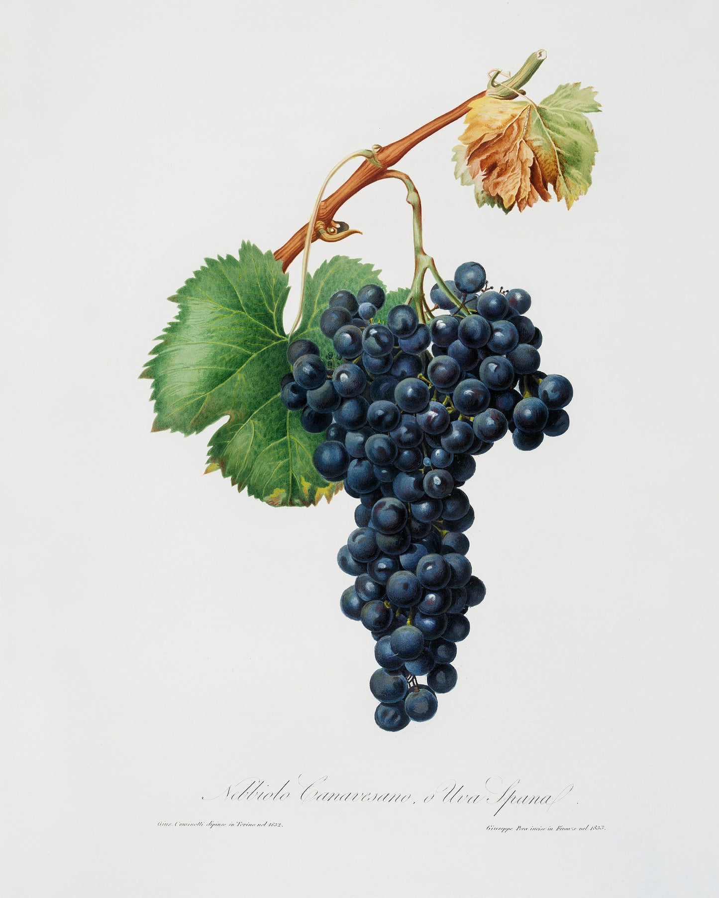 Italian Pomology Grape [1 Image]