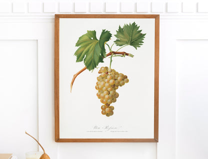Italian Pomology White Grape [1 Image]