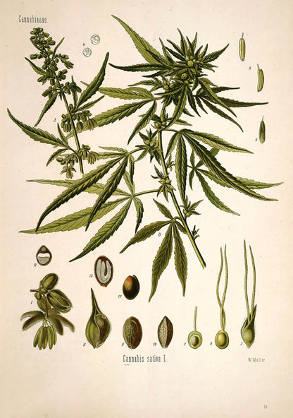 Kohler's Medicinal Plants Cannabis [1 Image]