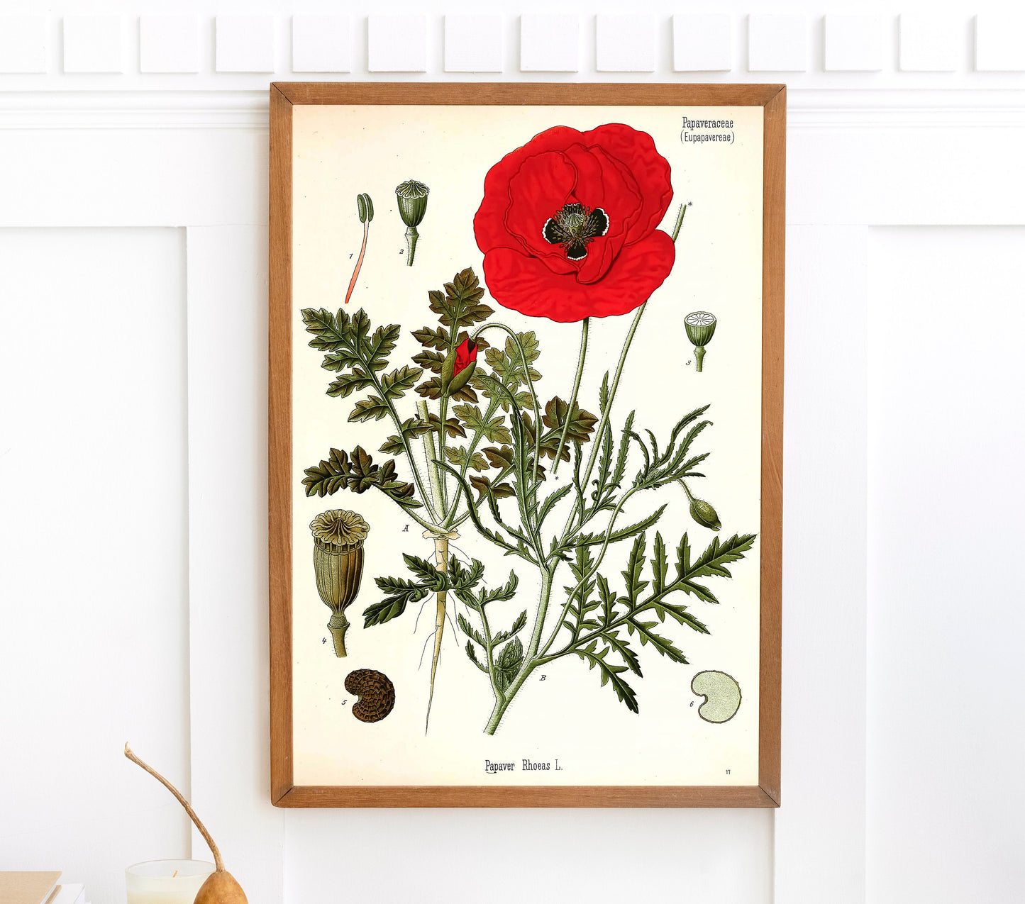 Kohler's Medicinal Plants Common Poppy [1 Image]