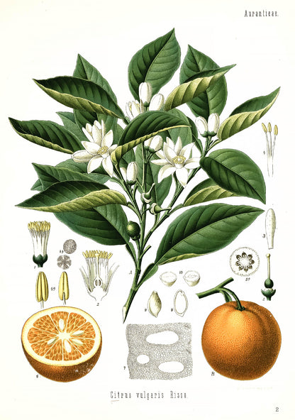 Kohler's Medicinal Plants Orange Bitter [1 Image]