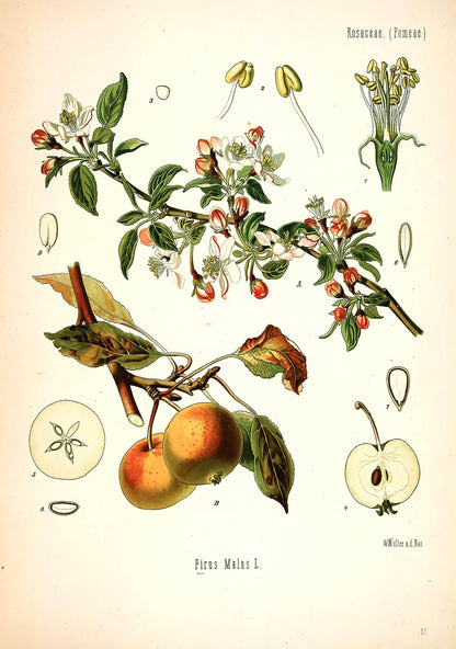 Kohler's Medicinal Plants Paradise Apple [1 Image]
