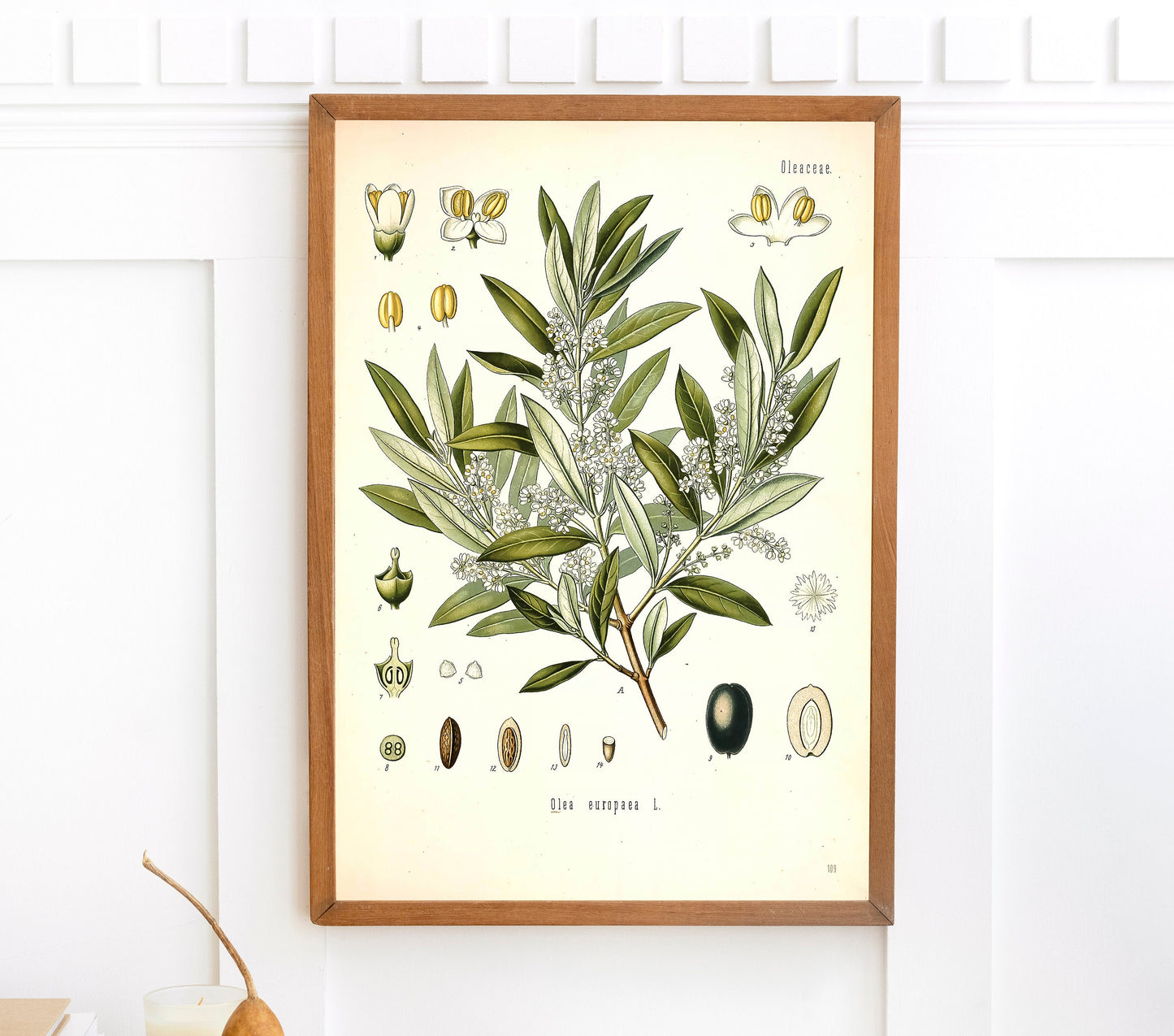 Kohler's Medicinal Plants Olive [1 Image]