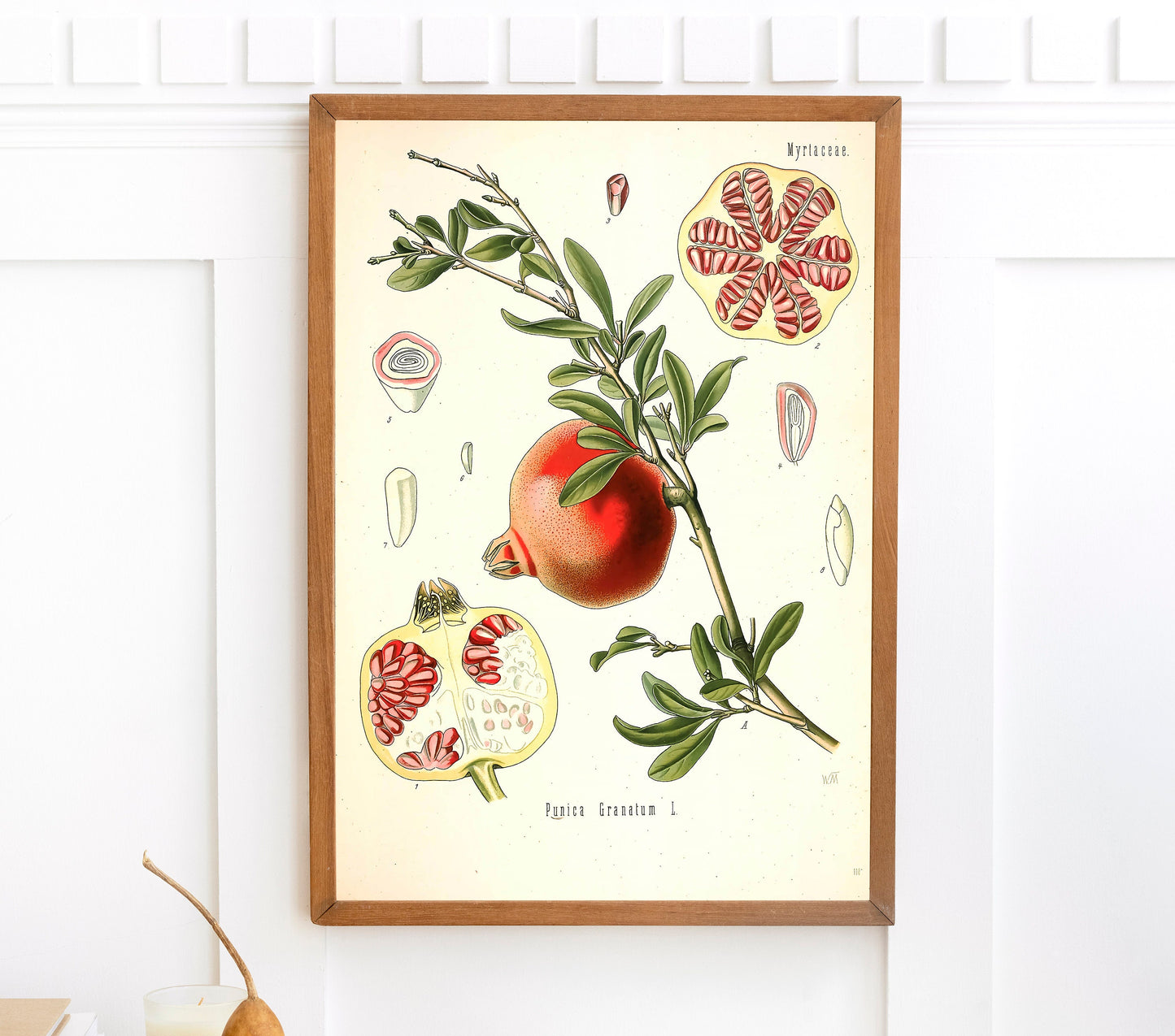 Kohler's Medicinal Plants Pomegranate [1 Image]