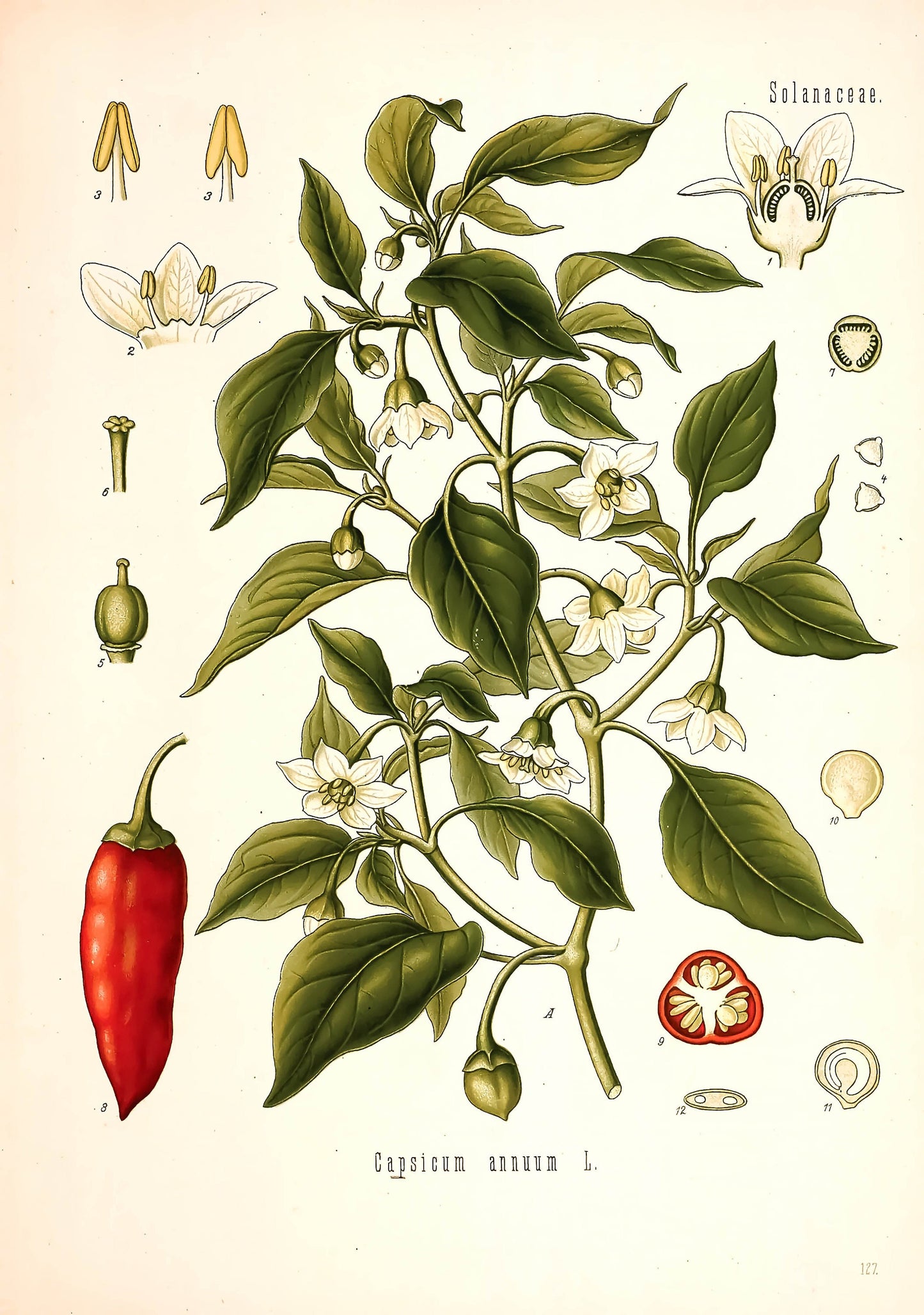 Kohler's Medicinal Plants Sweet Chile Pepper [1 Image]