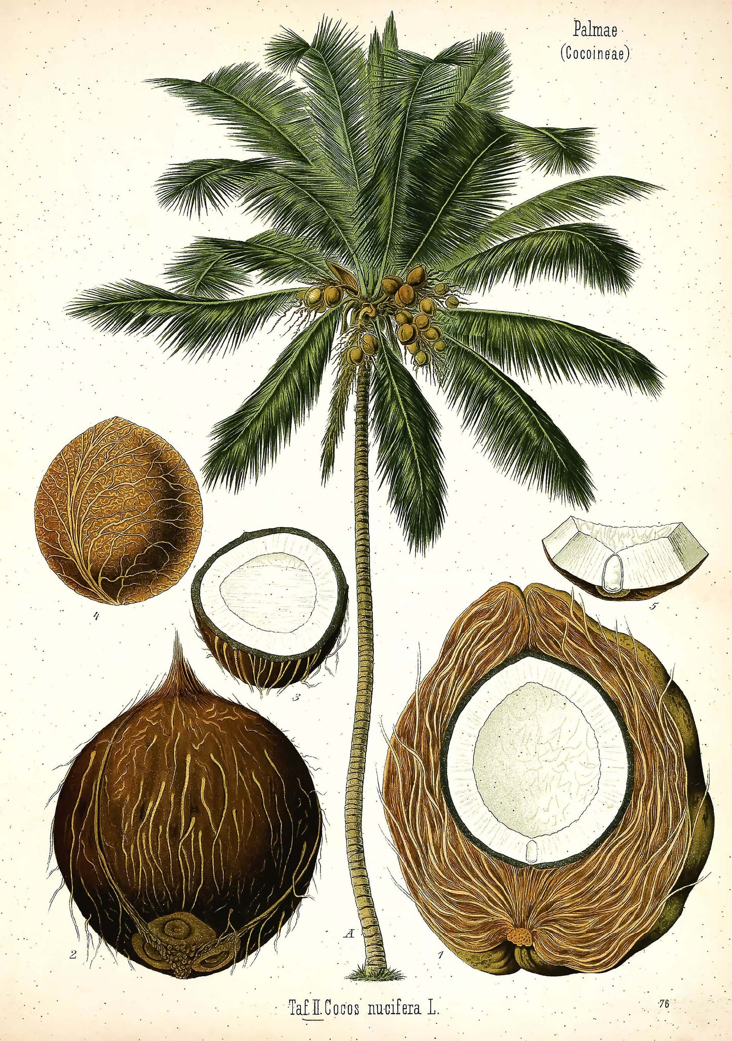 Kohler's Medicinal Plants Coconut [1 Image]