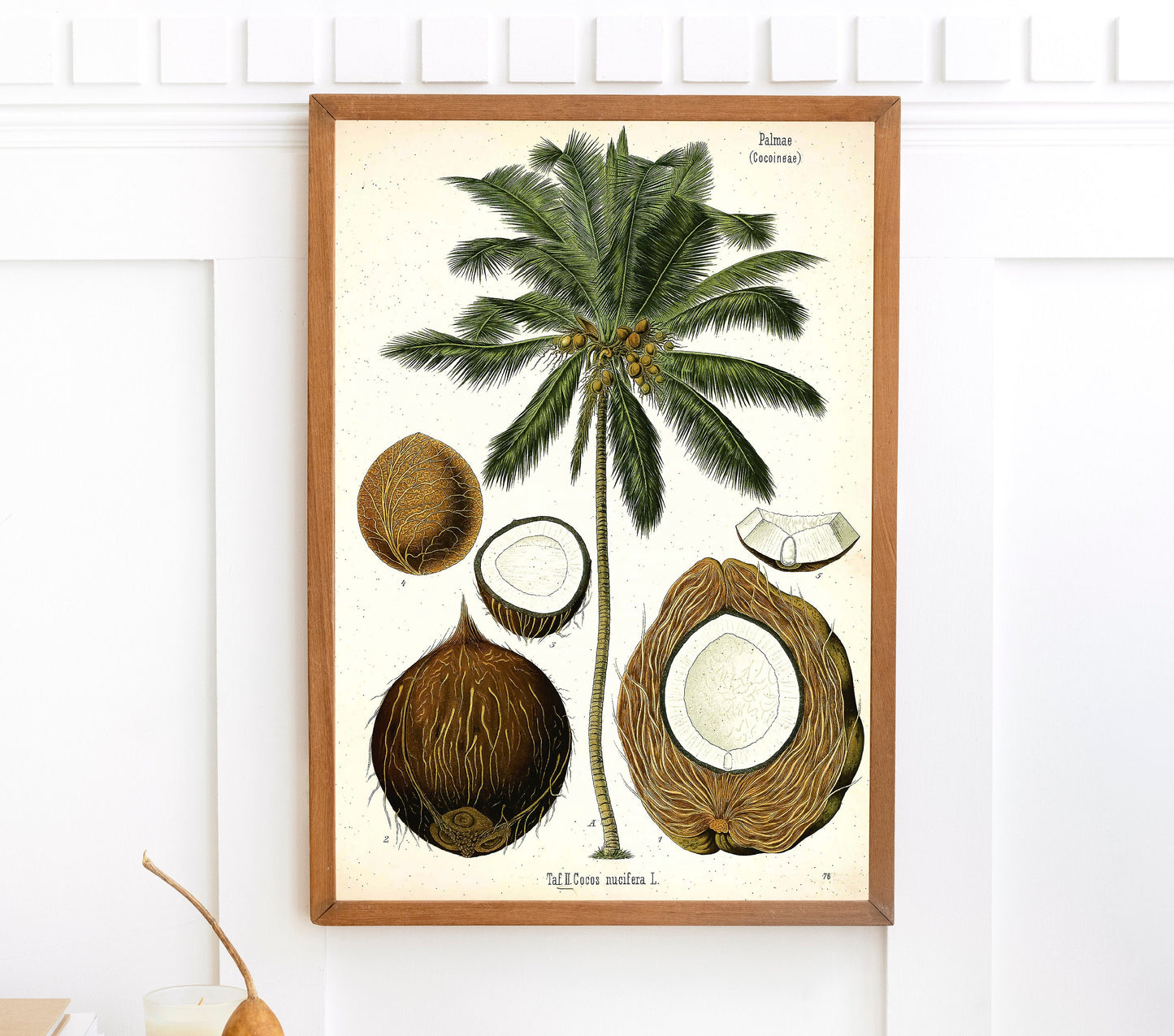 Kohler's Medicinal Plants Coconut [1 Image]