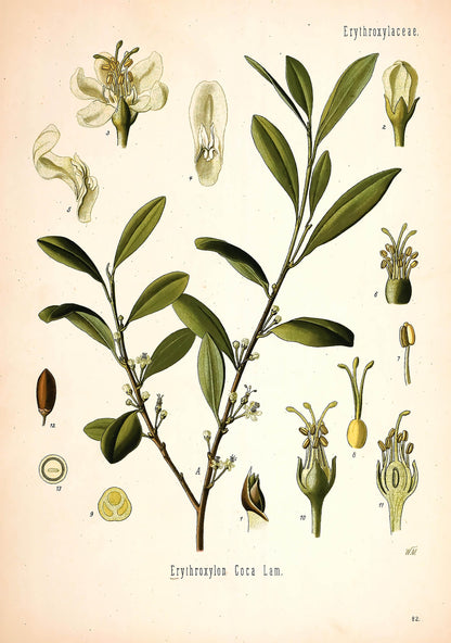 Kohler's Medicinal Plants Coca Leaf [1 Image]