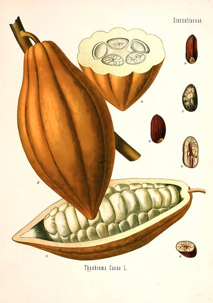 Kohler's Medicinal Plants Cocoa Bean [1 Image]