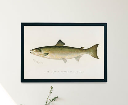 Game Fish of America Atlantic Salmon [1 Image]