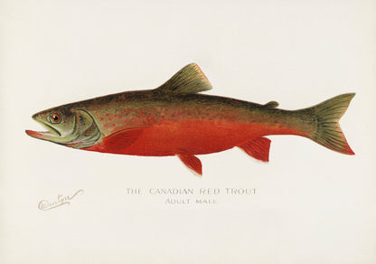 Game Fish of America Canadian Red Trout [1 Image]