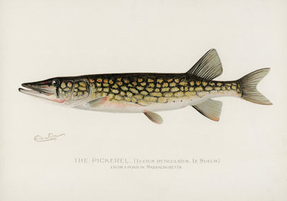 Game Fish of America Pickerel [1 Image]