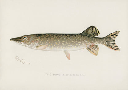 Game Fish of America Northern Pike [1 Image]
