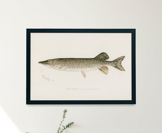 Game Fish of America Northern Pike [1 Image]