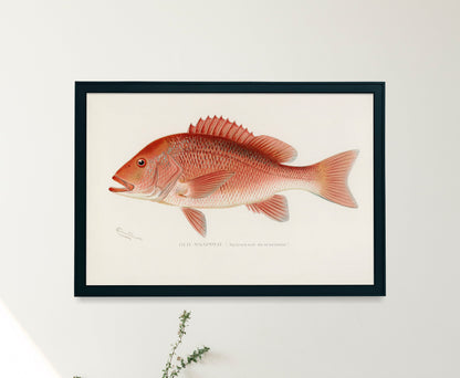 Game Fish of America Red Snapper [1 Image]