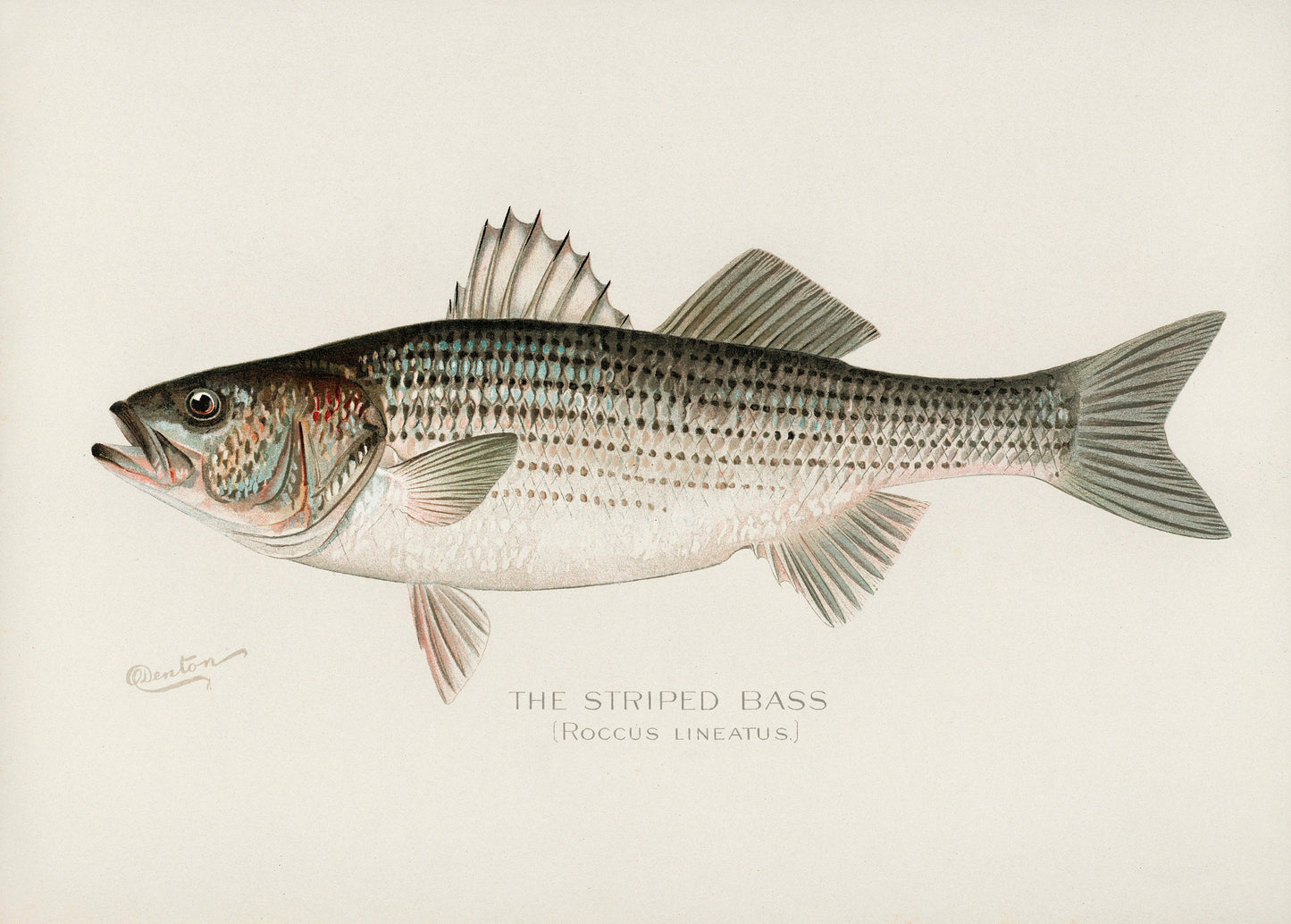 Game Fish of America Striped Bass Striper [1 Image]
