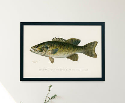 Game Fish of America Smallmouth Bass [1 Image]