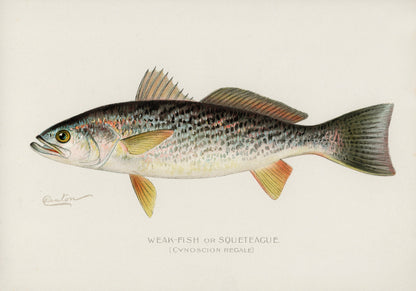 Game Fish of America Spotted Sea Trout Weakfish [1 Image]