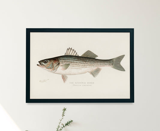 Game Fish of America Striped Bass Striper [1 Image]