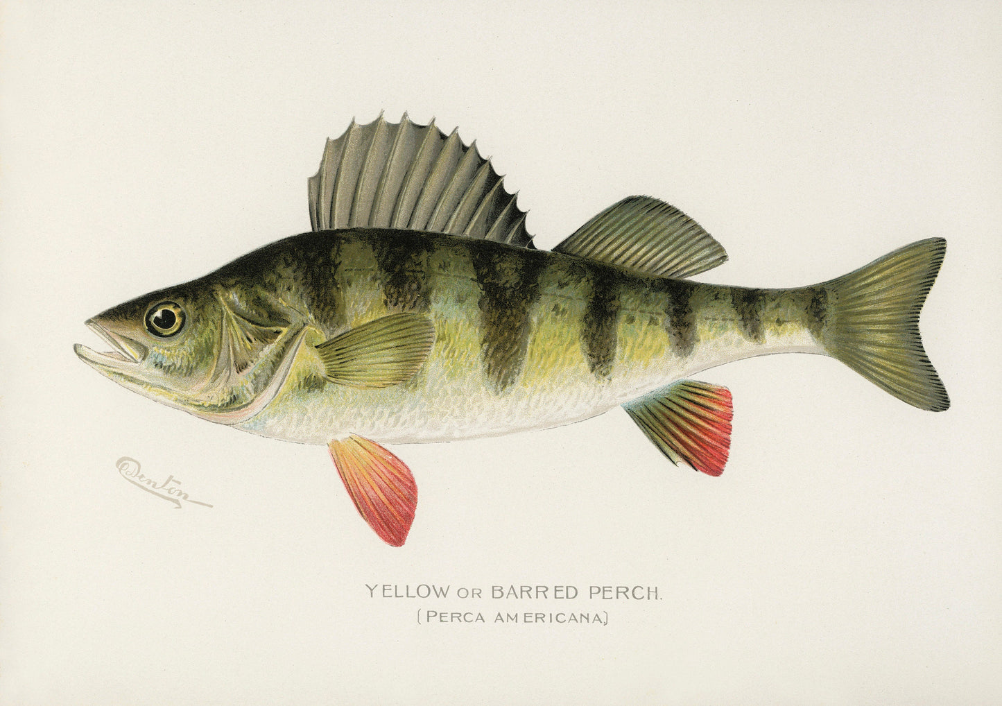 Game Fish of America Yellow Perch [1 Image]