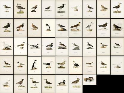 Svenska Fåglar Seabirds [85 Images]