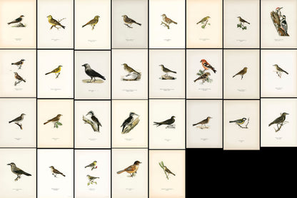 Svenska Fåglar Song Birds, Backyard Birds, Small Birds [114 Images]