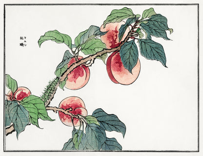 Morimoto Toko Caterpillar on a Peach Woodblock Print [1 Image]