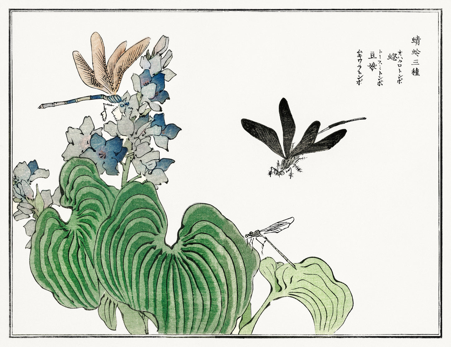 Morimoto Toko Dragonfly on a Flower Woodblock Print [1 Image]