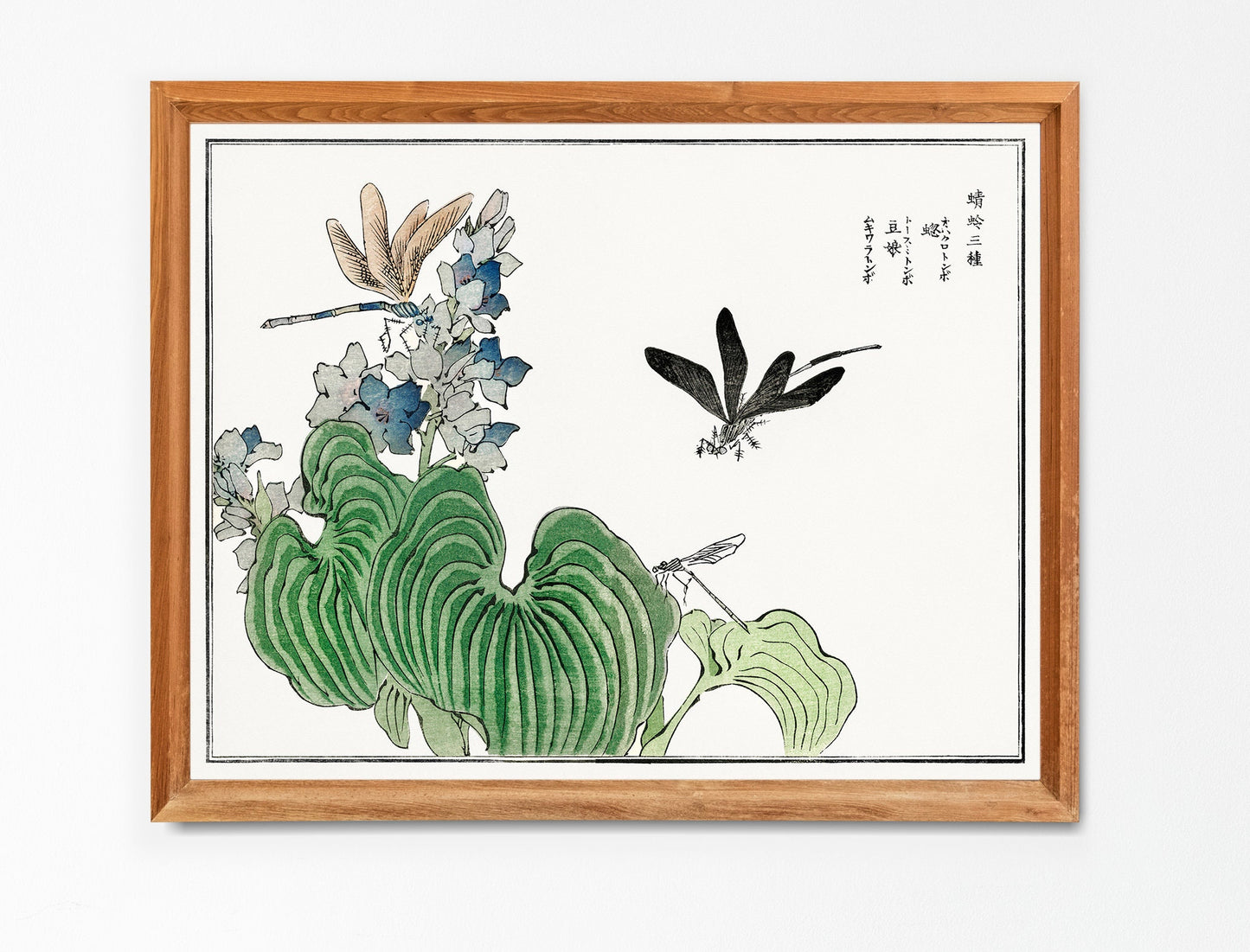 Morimoto Toko Dragonfly on a Flower Woodblock Print [1 Image]