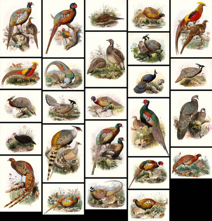 Daniel Giraud Elliot A Monograph of the Pheasants Set 3 [25 Images]