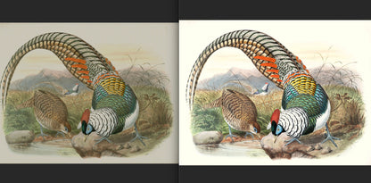 Daniel Giraud Elliot A Monograph of the Pheasants Set 3 [25 Images]