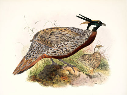 Daniel Giraud Elliot A Monograph of the Pheasants Set 3 [25 Images]