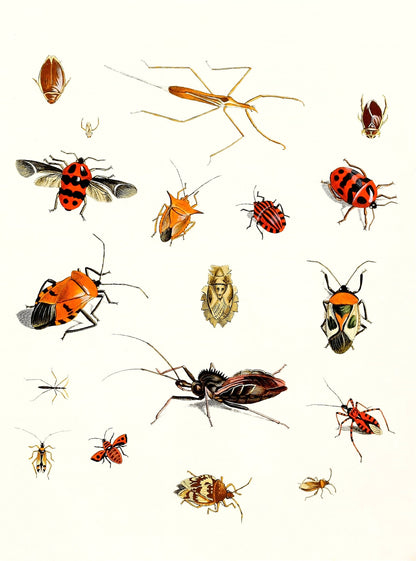 Dr. Sulzer's Short History of Insects [31 Images]