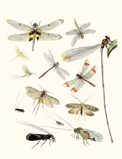 Dr. Sulzer's Short History of Insects [31 Images]
