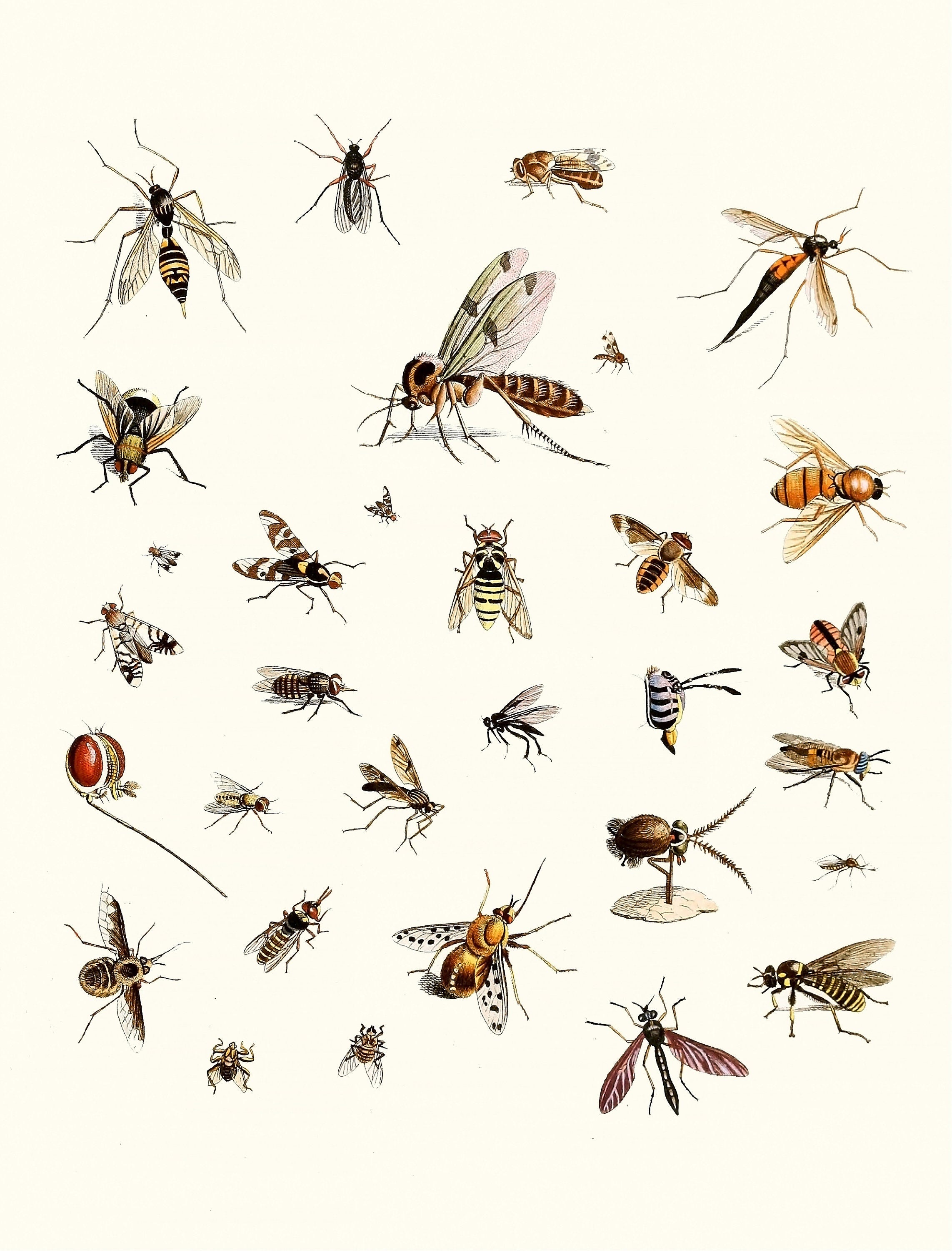Dr. Sulzer's Short History of Insects | Insect Images - CleanArchives
