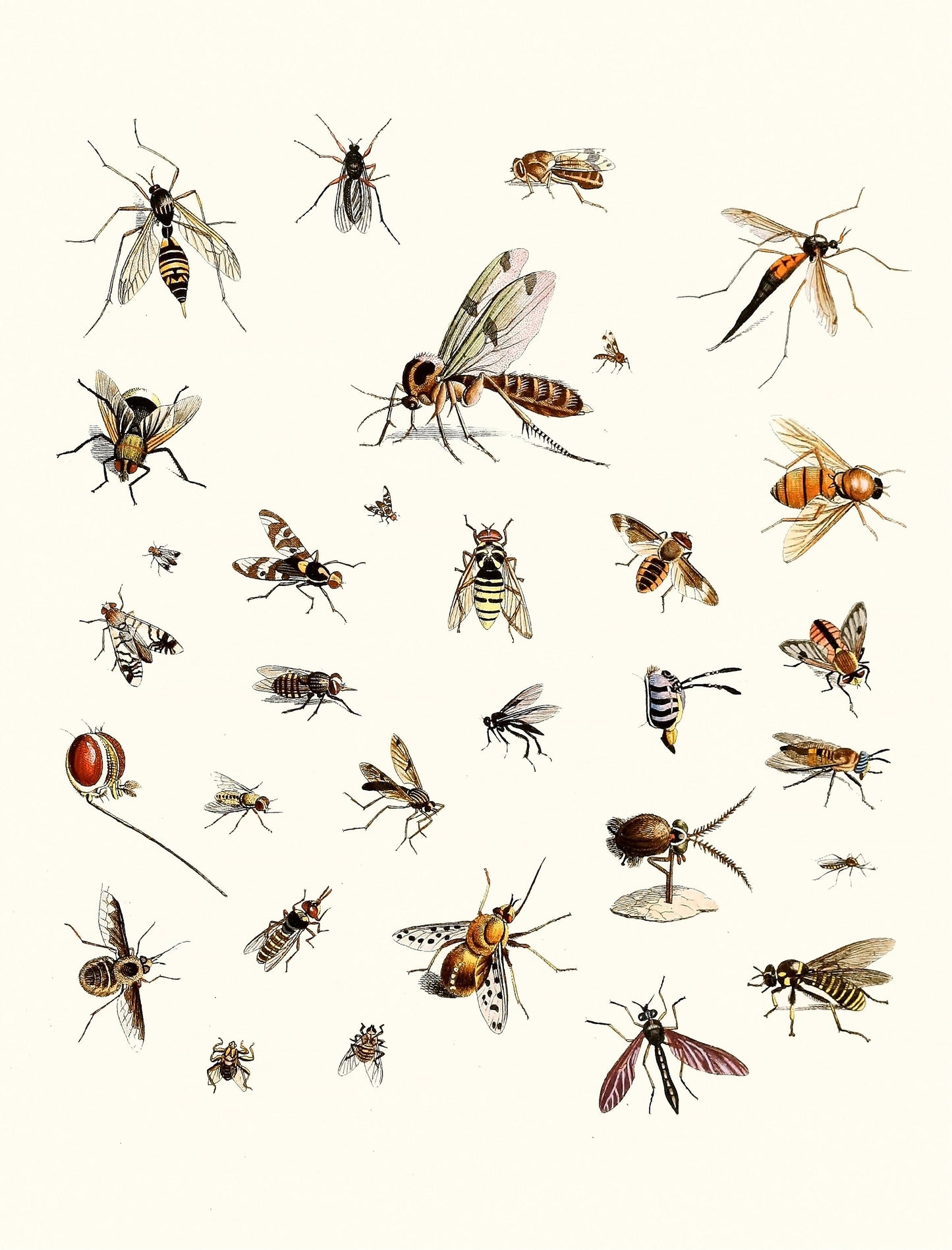 Dr. Sulzer's Short History of Insects [31 Images]