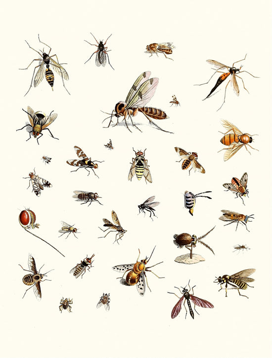 Dr. Sulzer's Short History of Insects | Insect Images - CleanArchives