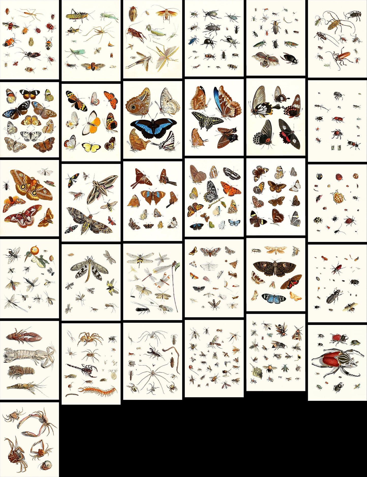 Dr. Sulzer's Short History of Insects [31 Images]