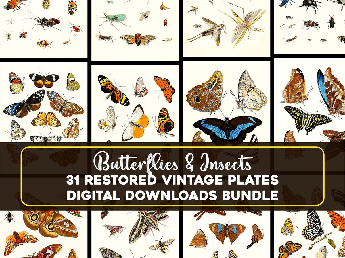 Dr. Sulzer's Short History of Insects | Insect Images - CleanArchives