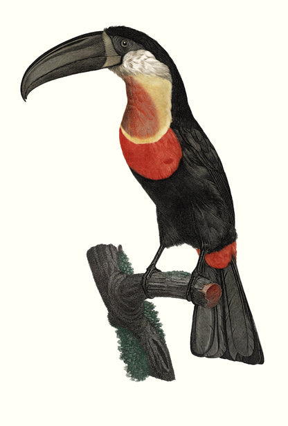 Natural History Birds of Paradise Rollers Toucans Barbs [51 Images]