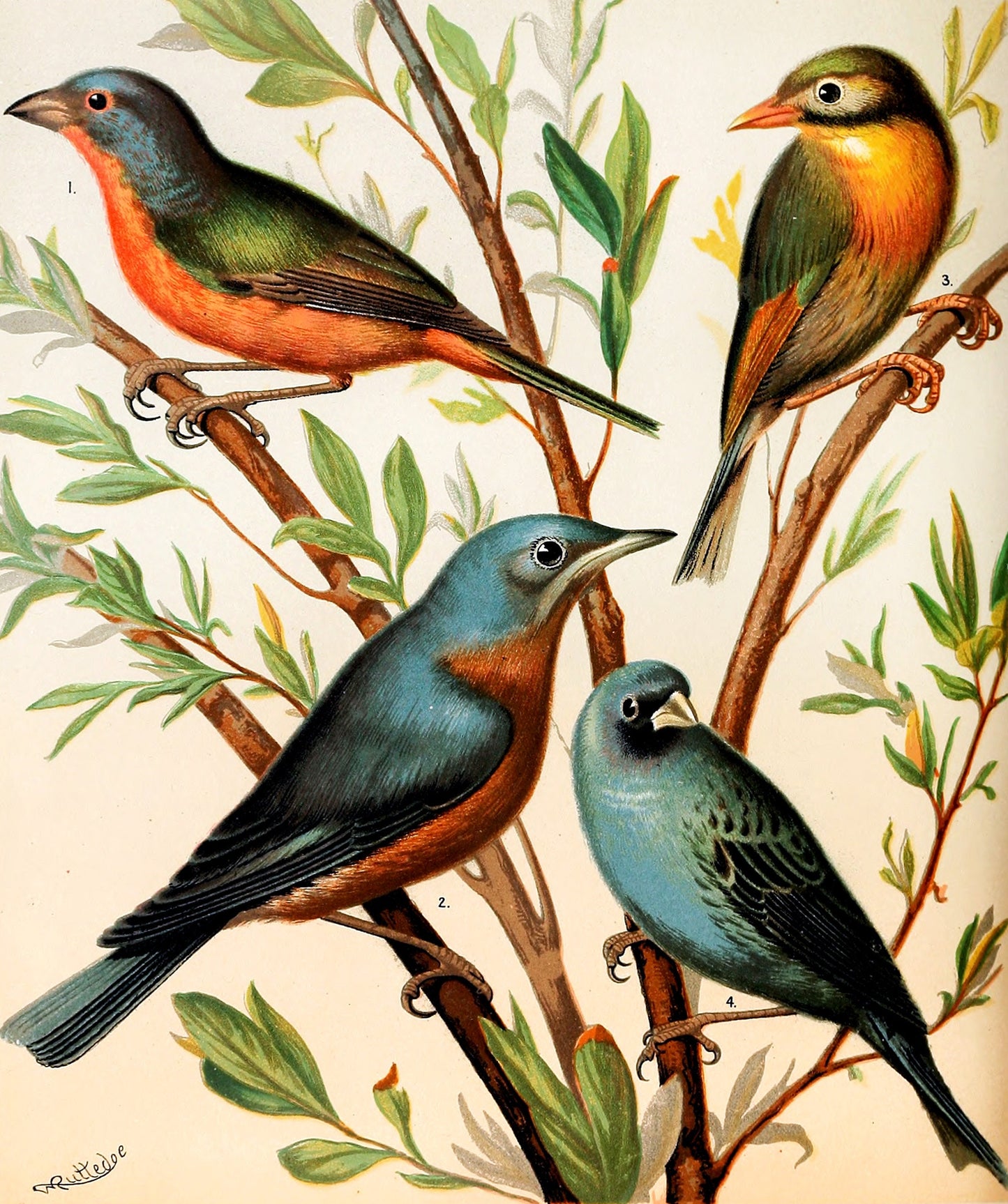 Illustrated Book of Canaries and Cage Birds British and Foreign [51 Images]