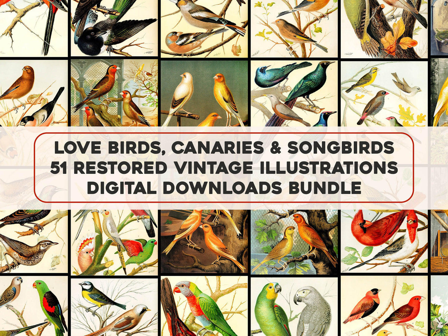 Illustrated Book of Canaries and Cage Birds British and Foreign [51 Images]