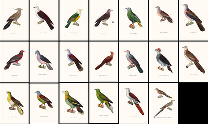 The New Collection of Painted Birds Doves [41 Images]