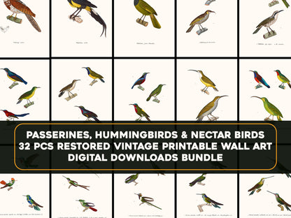 The New Collection of Painted Birds Hummingbirds Nectar Birds Passerines [32 Images]