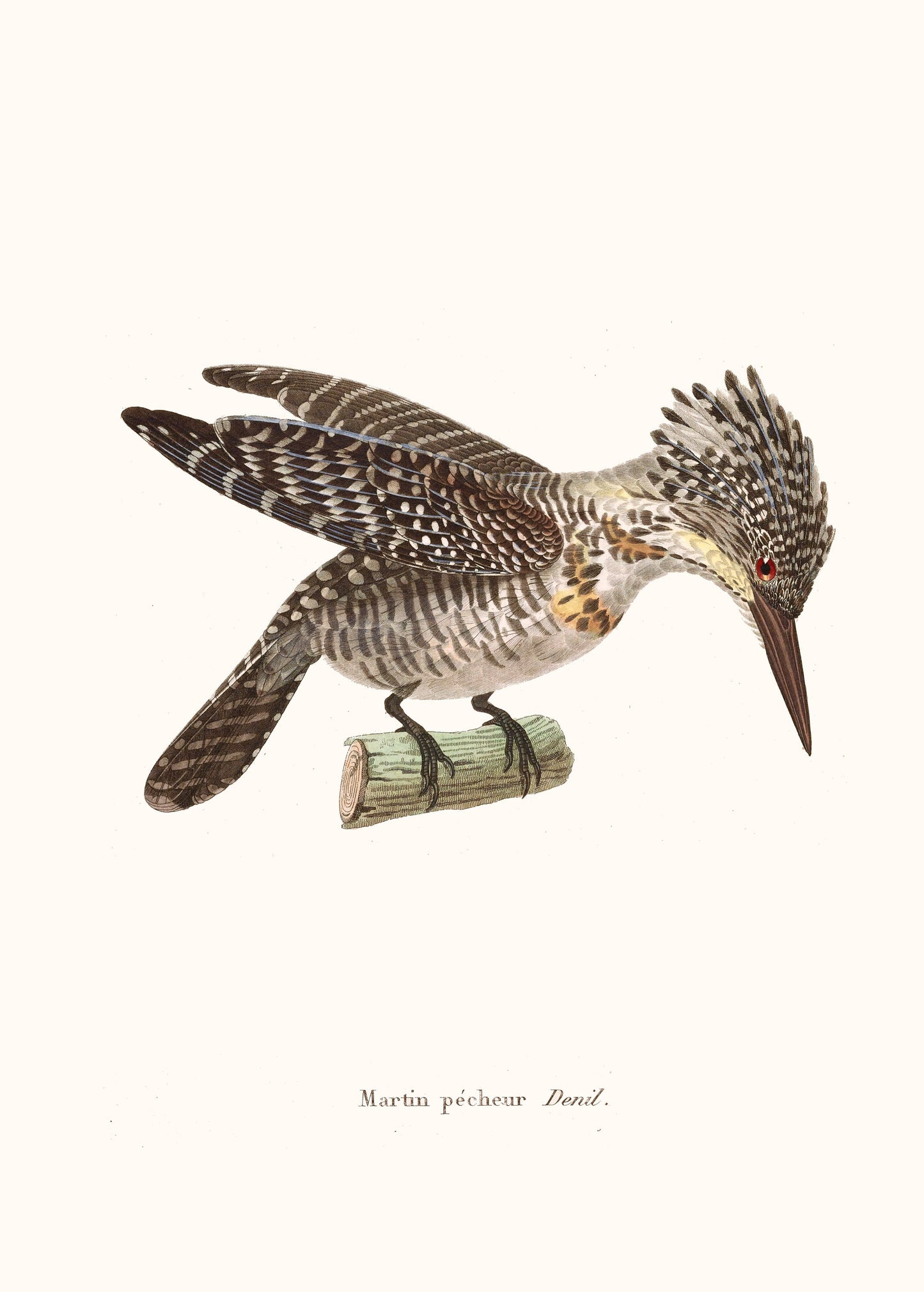 The New Collection of Painted Birds Nightjars & Martins [25 Images]